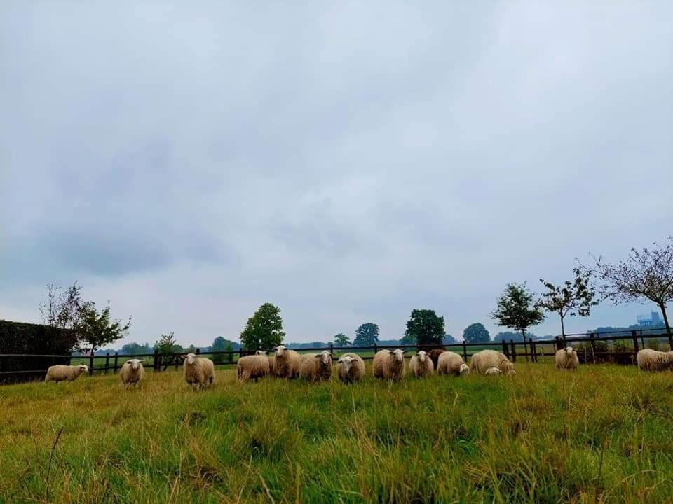 De Beredoezen - Sfeervolle Vakantiewoning In De Gezellige Kempen レティ エクステリア 写真